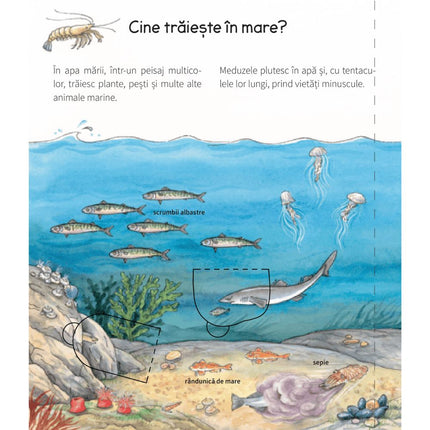 A cincea pagina a cartii cu clapete La mare De ce? De ce? De ce?