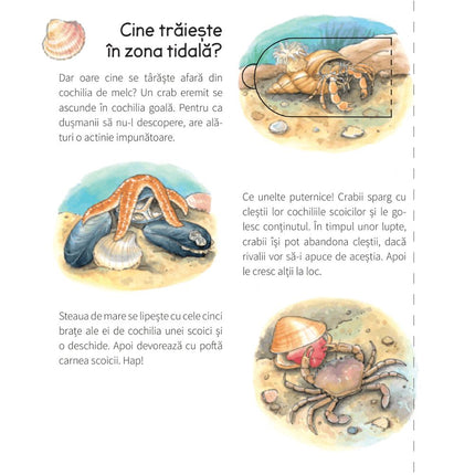 A treia pagina a cartii cu clapete La mare De ce? De ce? De ce?