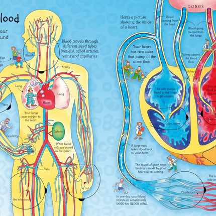 A doua pagina a cartii See Inside Your Body
