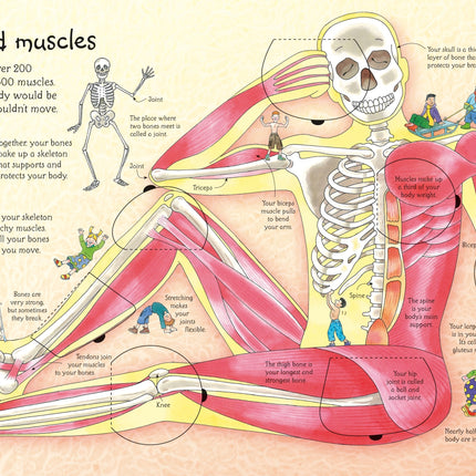 A treia pagina a cartii See Inside Your Body